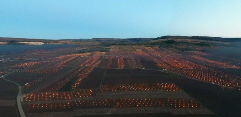 Vignoble avec bougies contre le gel